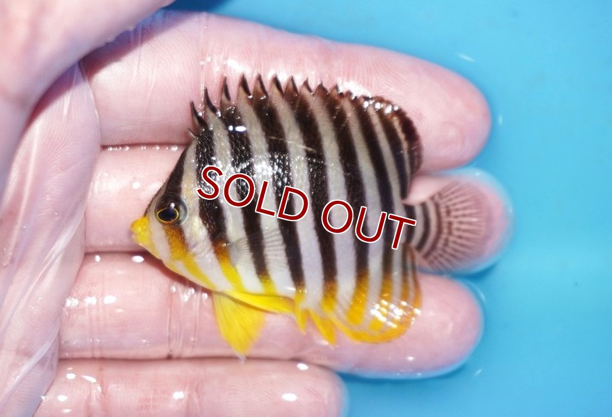 画像1: 【海水魚・ヤッコ】【通販】状態良好♪シマヤッコ（Mサイズ）(個体販売）（±6cm）No.4（生体）(海水魚) (1)