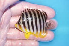 画像1: 【ボーナスセール対象個体　クーポンご利用で更に10％OFF】 【海水魚・ヤッコ】【通販】状態良好♪シマヤッコ（Mサイズ）(個体販売）（±6cm）No.4（生体）(海水魚) (1)