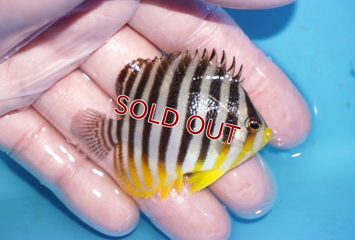 画像2: 【海水魚・ヤッコ】【通販】状態良好♪シマヤッコ（Mサイズ）(個体販売）（±6cm）No.4（生体）(海水魚) (2)