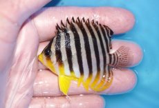 画像1: 【ボーナスセール対象個体　クーポンご利用で更に10％OFF】 【海水魚・ヤッコ】【通販】状態良好♪シマヤッコ（MLサイズ）(個体販売）（±6.5cm）No.5（生体）(海水魚) (1)