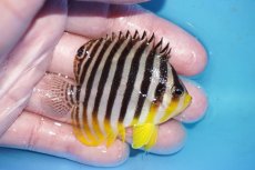 画像2: 【ボーナスセール対象個体　クーポンご利用で更に10％OFF】 【海水魚・ヤッコ】【通販】状態良好♪シマヤッコ（MLサイズ）(個体販売）（±6.5cm）No.5（生体）(海水魚) (2)