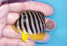 画像1: 【ボーナスセール対象個体　クーポンご利用で更に10％OFF】 【海水魚・ヤッコ】【通販】状態良好♪シマヤッコ（Mサイズ）(個体販売）（±6cm）No.6（生体）(海水魚) (1)