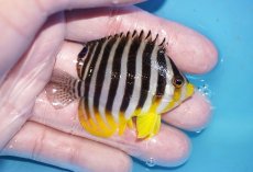 画像2: 【ボーナスセール対象個体　クーポンご利用で更に10％OFF】 【海水魚・ヤッコ】【通販】状態良好♪シマヤッコ（Mサイズ）(個体販売）（±6cm）No.6（生体）(海水魚) (2)