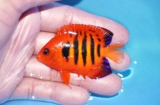 画像1: 【ボーナスセール対象個体　クーポンご利用で更に10％OFF】 【海水魚・ヤッコ】【通販】人工飼料OK!【マーシャル産】フレームエンゼル（MLサイズ）(個体販売）（±6.5cm）No.1（生体）(海水魚) (1)