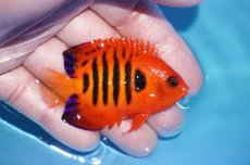 画像2: 【ボーナスセール対象個体　クーポンご利用で更に10％OFF】 【海水魚・ヤッコ】【通販】人工飼料OK!【マーシャル産】フレームエンゼル（MLサイズ）(個体販売）（±6.5cm）No.1（生体）(海水魚) (2)