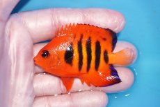 画像1: 【ボーナスセール対象個体　クーポンご利用で更に10％OFF】 【海水魚・ヤッコ】【通販】人工飼料OK!【マーシャル産】フレームエンゼル（MLサイズ）(個体販売）（±7cm）No.2（生体）(海水魚) (1)