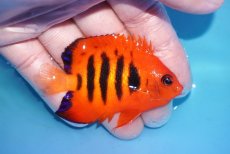 画像2: 【ボーナスセール対象個体　クーポンご利用で更に10％OFF】 【海水魚・ヤッコ】【通販】人工飼料OK!【マーシャル産】フレームエンゼル（MLサイズ）(個体販売）（±7cm）No.2（生体）(海水魚) (2)