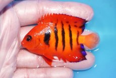 画像1: 【ボーナスセール対象個体　クーポンご利用で更に10％OFF】 【海水魚・ヤッコ】【通販】人工飼料OK!【マーシャル産】フレームエンゼル（MLサイズ）(個体販売）（±7cm）No.3（生体）(海水魚) (1)