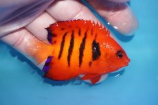 画像2: 【ボーナスセール対象個体　クーポンご利用で更に10％OFF】 【海水魚・ヤッコ】【通販】人工飼料OK!【マーシャル産】フレームエンゼル（MLサイズ）(個体販売）（±7cm）No.3（生体）(海水魚) (2)