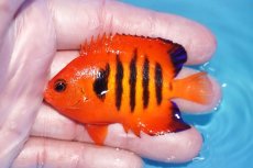 画像1: 【ボーナスセール対象個体　クーポンご利用で更に10％OFF】 【海水魚・ヤッコ】【通販】人工飼料OK!【マーシャル産】フレームエンゼル（MLサイズ）(個体販売）（±7cm）No.4（生体）(海水魚) (1)