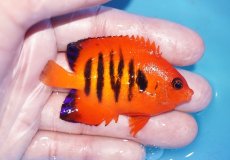 画像2: 【ボーナスセール対象個体　クーポンご利用で更に10％OFF】 【海水魚・ヤッコ】【通販】人工飼料OK!【マーシャル産】フレームエンゼル（MLサイズ）(個体販売）（±7cm）No.4（生体）(海水魚) (2)