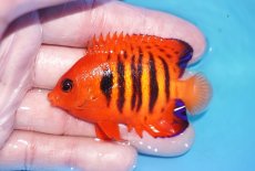 画像1: 【ボーナスセール対象個体　クーポンご利用で更に10％OFF】 【海水魚・ヤッコ】【通販】人工飼料OK!【マーシャル産】フレームエンゼル（MLサイズ）(個体販売）（±7cm）No.5（生体）(海水魚) (1)