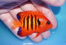 画像2: 【ボーナスセール対象個体　クーポンご利用で更に10％OFF】 【海水魚・ヤッコ】【通販】人工飼料OK!【マーシャル産】フレームエンゼル（MLサイズ）(個体販売）（±7cm）No.5（生体）(海水魚) (2)