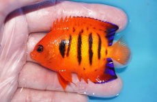 画像1: 【ボーナスセール対象個体　クーポンご利用で更に10％OFF】 【海水魚・ヤッコ】【通販】人工飼料OK!【マーシャル産】フレームエンゼル（MLサイズ）(個体販売）（±7cm）No.6（生体）(海水魚) (1)