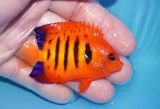 画像2: 【ボーナスセール対象個体　クーポンご利用で更に10％OFF】 【海水魚・ヤッコ】【通販】人工飼料OK!【マーシャル産】フレームエンゼル（MLサイズ）(個体販売）（±7cm）No.6（生体）(海水魚) (2)