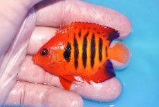 画像1: 【ボーナスセール対象個体　クーポンご利用で更に10％OFF】 【海水魚・ヤッコ】【通販】人工飼料OK!【マーシャル産】フレームエンゼル（MLサイズ）(個体販売）（±7cm）No.7（生体）(海水魚) (1)