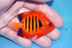 画像2: 【ボーナスセール対象個体　クーポンご利用で更に10％OFF】 【海水魚・ヤッコ】【通販】人工飼料OK!【マーシャル産】フレームエンゼル（MLサイズ）(個体販売）（±7cm）No.7（生体）(海水魚) (2)