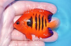画像1: 【ボーナスセール対象個体　クーポンご利用で更に10％OFF】 【海水魚・ヤッコ】【通販】人工飼料OK!【マーシャル産】フレームエンゼル（MLサイズ）(個体販売）（±7cm）No.8（生体）(海水魚) (1)