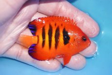 画像2: 【ボーナスセール対象個体　クーポンご利用で更に10％OFF】 【海水魚・ヤッコ】【通販】人工飼料OK!【マーシャル産】フレームエンゼル（MLサイズ）(個体販売）（±7cm）No.8（生体）(海水魚) (2)
