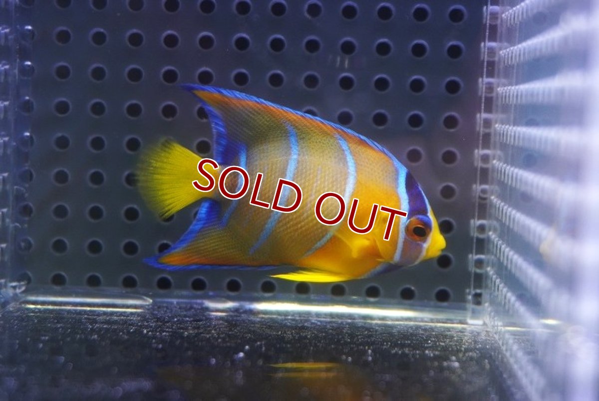 画像1: 【海水魚・ヤッコ】【通販】人工飼料OK♪カリブクイーンエンゼル（Sサイズ）(個体販売）（±5.5cm）No.1（生体）(海水魚) (1)