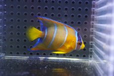 画像1: 【海水魚・ヤッコ】【通販】人工飼料OK♪カリブクイーンエンゼル（Sサイズ）(個体販売）（±5.5cm）No.1（生体）(海水魚) (1)