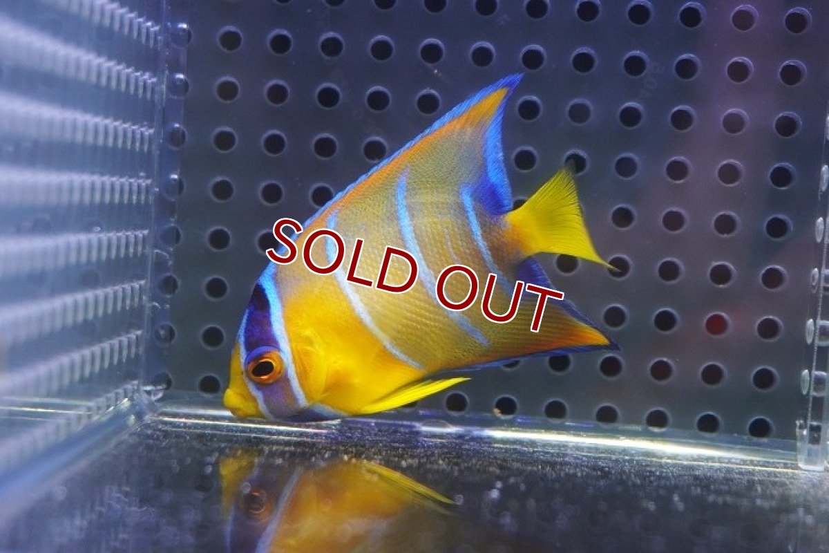 画像2: 【海水魚・ヤッコ】【通販】人工飼料OK♪カリブクイーンエンゼル（Sサイズ）(個体販売）（±5.5cm）No.1（生体）(海水魚) (2)
