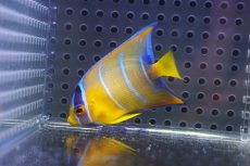 画像2: 【海水魚・ヤッコ】【通販】人工飼料OK♪カリブクイーンエンゼル（Sサイズ）(個体販売）（±5.5cm）No.1（生体）(海水魚) (2)