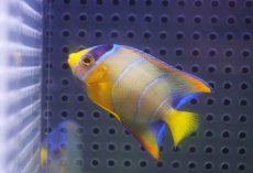画像1: 【海水魚・ヤッコ】【通販】人工飼料OK♪カリブクイーンエンゼル（Sサイズ）(個体販売）（±5.5cm）No.2（生体）(海水魚) (1)