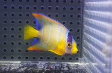 画像2: 【海水魚・ヤッコ】【通販】人工飼料OK♪カリブクイーンエンゼル（Sサイズ）(個体販売）（±5.5cm）No.2（生体）(海水魚) (2)