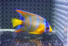 画像1: 【海水魚・ヤッコ】【通販】人工飼料OK♪カリブクイーンエンゼル（SMサイズ）(個体販売）（±6cm）No.3（生体）(海水魚) (1)