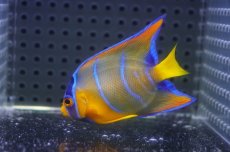 画像2: 【海水魚・ヤッコ】【通販】人工飼料OK♪カリブクイーンエンゼル（SMサイズ）(個体販売）（±6cm）No.3（生体）(海水魚) (2)