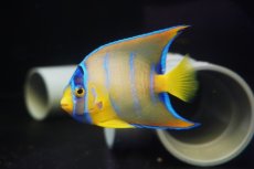 画像1: 【海水魚・ヤッコ】【通販】人工飼料OK♪カリブクイーンエンゼル（Mサイズ）(個体販売）（±8-9cm）No.4（生体）(海水魚) (1)