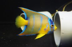 画像2: 【海水魚・ヤッコ】【通販】人工飼料OK♪カリブクイーンエンゼル（Mサイズ）(個体販売）（±8-9cm）No.4（生体）(海水魚) (2)