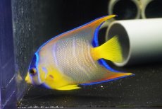 画像1: 【海水魚・ヤッコ】【通販】人工飼料OK♪カリブクイーンエンゼル（Mサイズ）(個体販売）（±9-10cm）No.5（生体）(海水魚) (1)