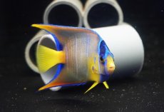 画像2: 【海水魚・ヤッコ】【通販】人工飼料OK♪カリブクイーンエンゼル（Mサイズ）(個体販売）（±9-10cm）No.5（生体）(海水魚) (2)