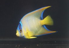 画像3: 【海水魚・ヤッコ】【通販】人工飼料OK♪カリブクイーンエンゼル（Mサイズ）(個体販売）（±9-10cm）No.5（生体）(海水魚) (3)