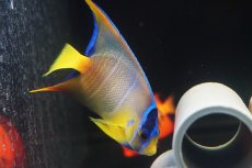 画像4: 【海水魚・ヤッコ】【通販】人工飼料OK♪カリブクイーンエンゼル（Mサイズ）(個体販売）（±9-10cm）No.5（生体）(海水魚) (4)