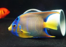 画像1: 【海水魚・ヤッコ】【通販】人工飼料OK♪カリブクイーンエンゼル（Mサイズ）(個体販売）（±10-11cm）No.6（生体）(海水魚) (1)