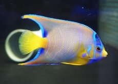 画像2: 【海水魚・ヤッコ】【通販】人工飼料OK♪カリブクイーンエンゼル（Mサイズ）(個体販売）（±10-11cm）No.6（生体）(海水魚) (2)