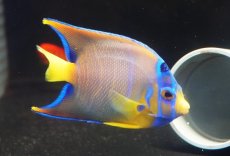 画像3: 【海水魚・ヤッコ】【通販】人工飼料OK♪カリブクイーンエンゼル（Mサイズ）(個体販売）（±10-11cm）No.6（生体）(海水魚) (3)