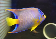 画像4: 【海水魚・ヤッコ】【通販】人工飼料OK♪カリブクイーンエンゼル（Mサイズ）(個体販売）（±10-11cm）No.6（生体）(海水魚) (4)