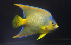 画像1: 【海水魚・ヤッコ】【通販】人工飼料OK♪カリブクイーンエンゼル（Lサイズ）(個体販売）（±14-15cm）No.7（生体）(海水魚) (1)