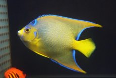 画像2: 【海水魚・ヤッコ】【通販】人工飼料OK♪カリブクイーンエンゼル（Lサイズ）(個体販売）（±14-15cm）No.7（生体）(海水魚) (2)