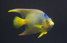 画像3: 【海水魚・ヤッコ】【通販】人工飼料OK♪カリブクイーンエンゼル（Lサイズ）(個体販売）（±14-15cm）No.7（生体）(海水魚) (3)