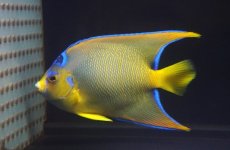 画像4: 【海水魚・ヤッコ】【通販】人工飼料OK♪カリブクイーンエンゼル（Lサイズ）(個体販売）（±14-15cm）No.7（生体）(海水魚) (4)