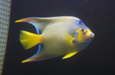 画像1: 【海水魚・ヤッコ】【通販】人工飼料OK♪カリブクイーンエンゼル（XLサイズ）(個体販売）（±18-19cm）No.8（生体）(海水魚) (1)