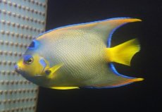 画像2: 【海水魚・ヤッコ】【通販】人工飼料OK♪カリブクイーンエンゼル（XLサイズ）(個体販売）（±18-19cm）No.8（生体）(海水魚) (2)