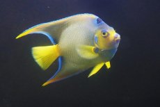 画像3: 【海水魚・ヤッコ】【通販】人工飼料OK♪カリブクイーンエンゼル（XLサイズ）(個体販売）（±18-19cm）No.8（生体）(海水魚) (3)