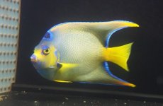 画像4: 【海水魚・ヤッコ】【通販】人工飼料OK♪カリブクイーンエンゼル（XLサイズ）(個体販売）（±18-19cm）No.8（生体）(海水魚) (4)