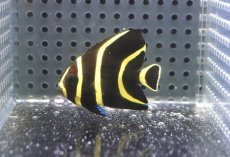 画像1: 【海水魚・ヤッコ】【通販】人工飼料OK♪フレンチエンゼル（Sサイズ）(個体販売）（±5cm）No.1（生体）(海水魚) (1)